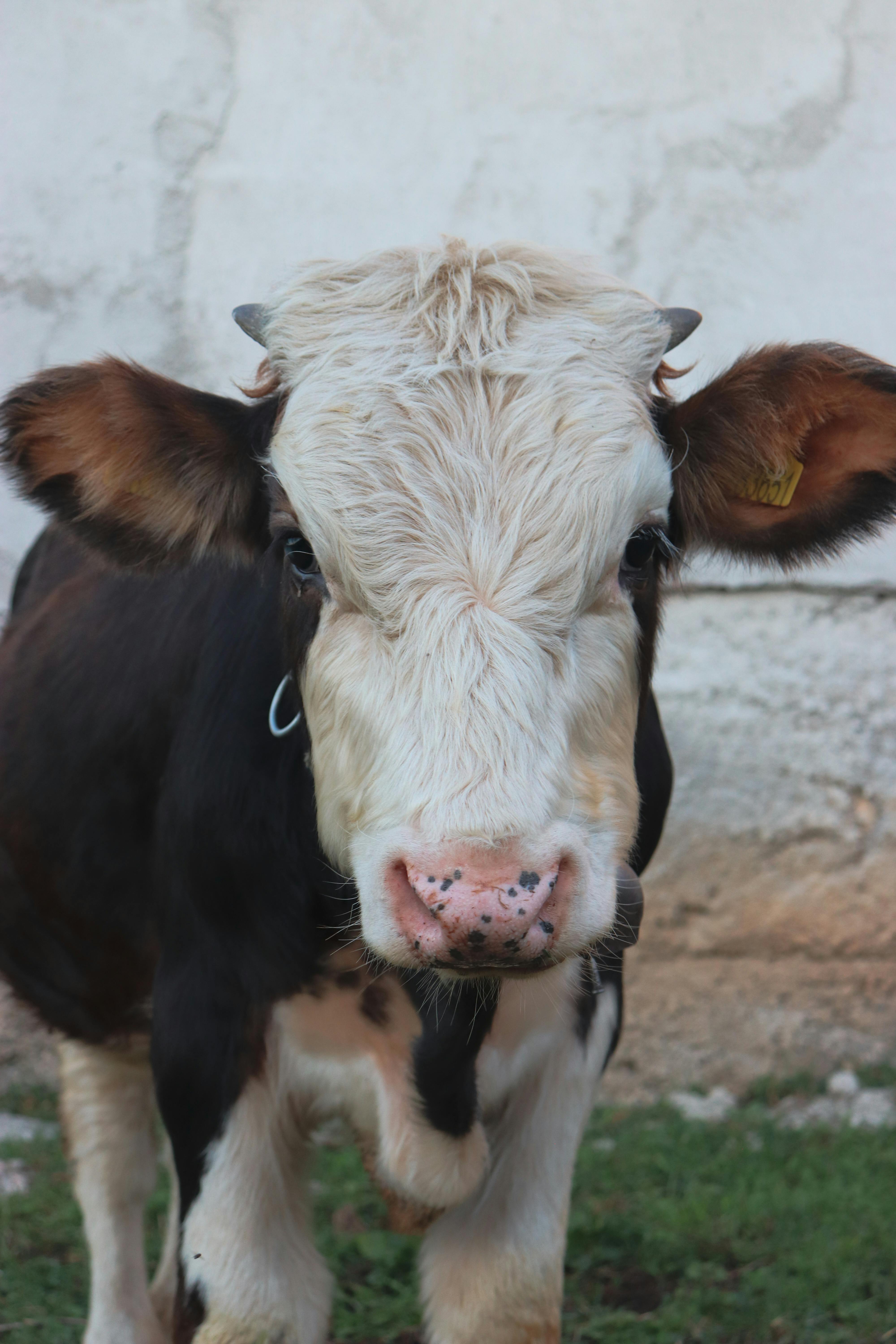 Farm and Ranch Museum